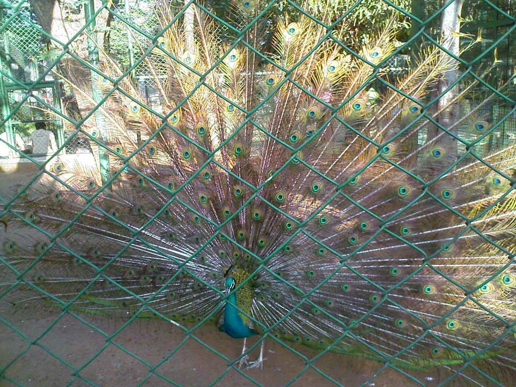 Peacock with its feathers open VOC Zoological Park Coimbatore