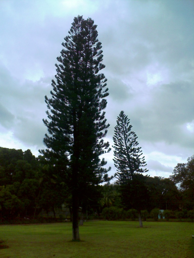 Pine Trees in TNAU Botanical Garden Coimbatore