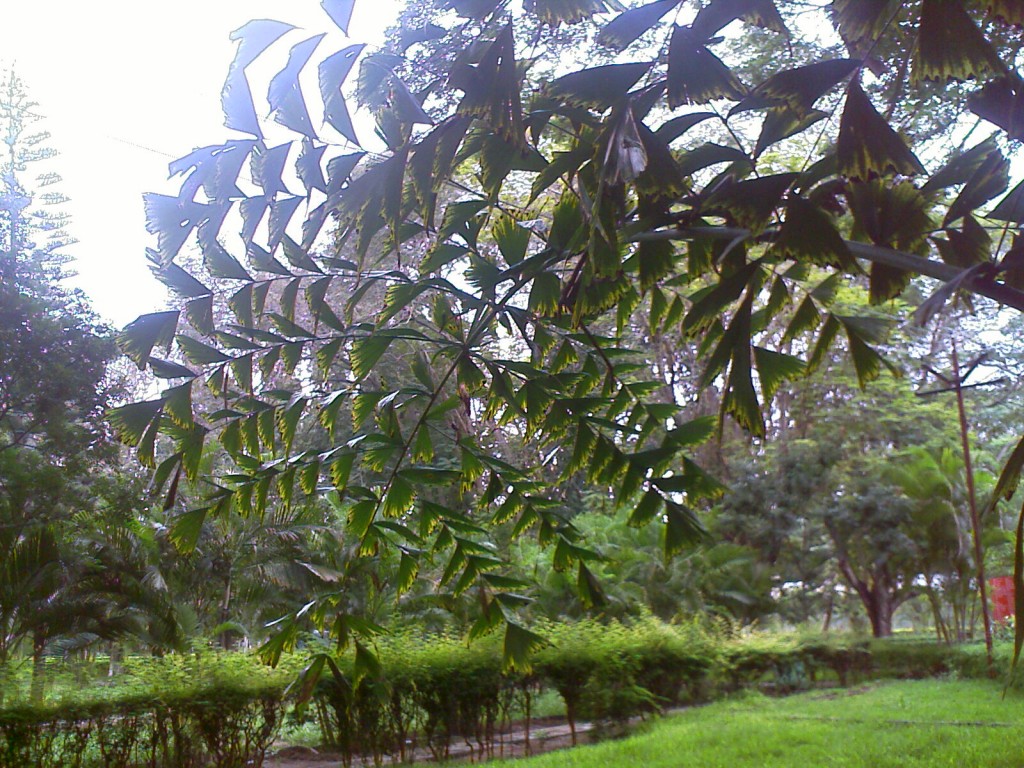 IMAGE_780 different type of tree found in TNAU botanical garden