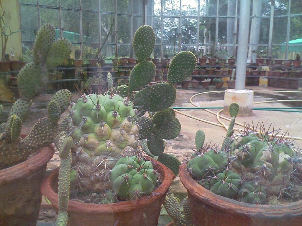 IMAGE_789 types of cactus in tamil nadu agriculture university botanic garden coimbatore
