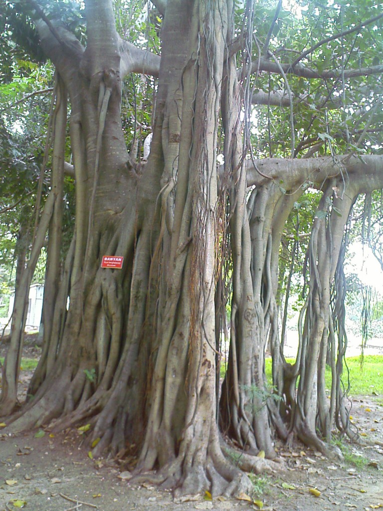 IMAGE_800b baniyan tree in tnau botanic garden coimbatore
