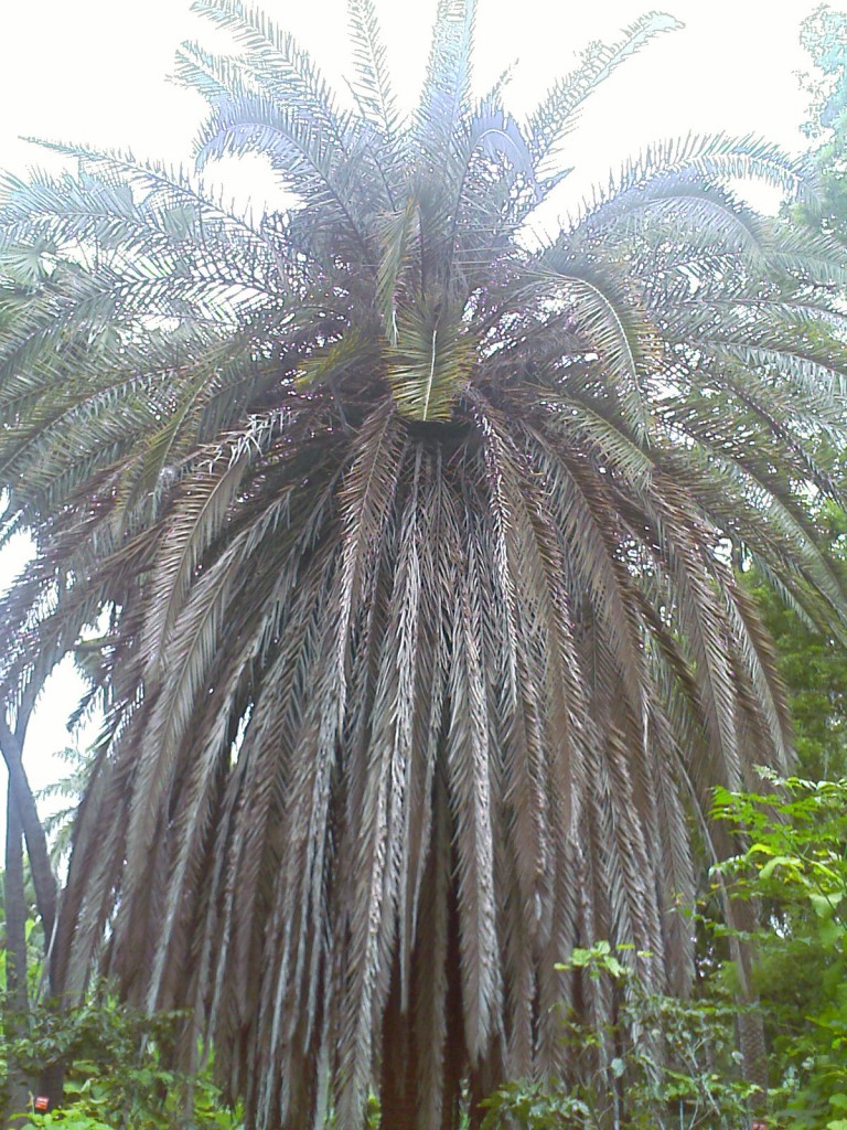 IMAGE_802b stylish coconut tree in TNAU botanic gardens Coimbatore