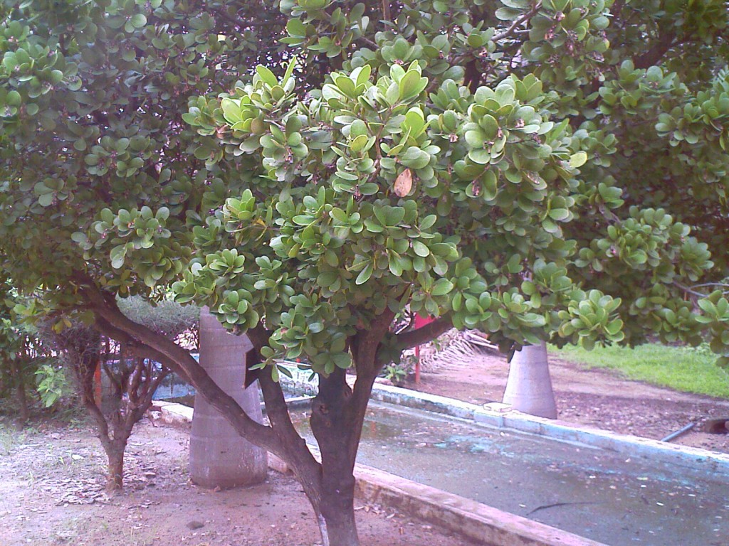 IMAGE_807 some tree in TNAU botanical gardens coimbatore