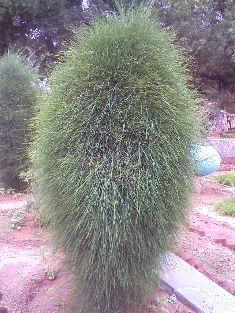 IMAGE_812b bushy shrub in TNAU botanical gardens coimbatore