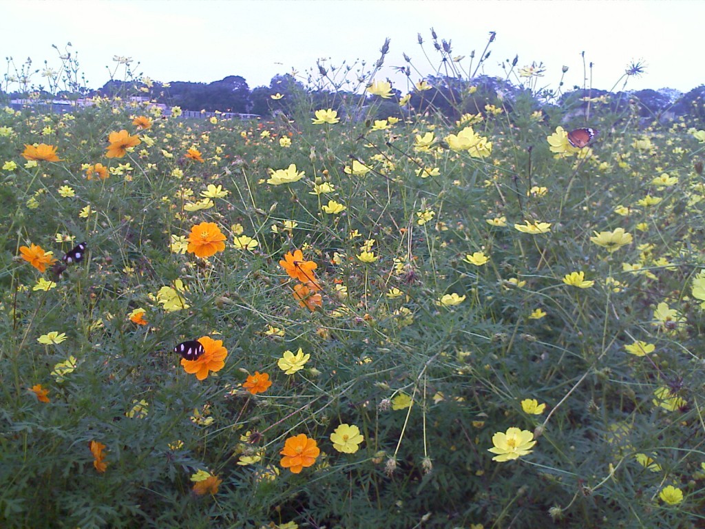 IMAGE_821 colourful flowers and butterflies at TNAU botanic garden coimbatore