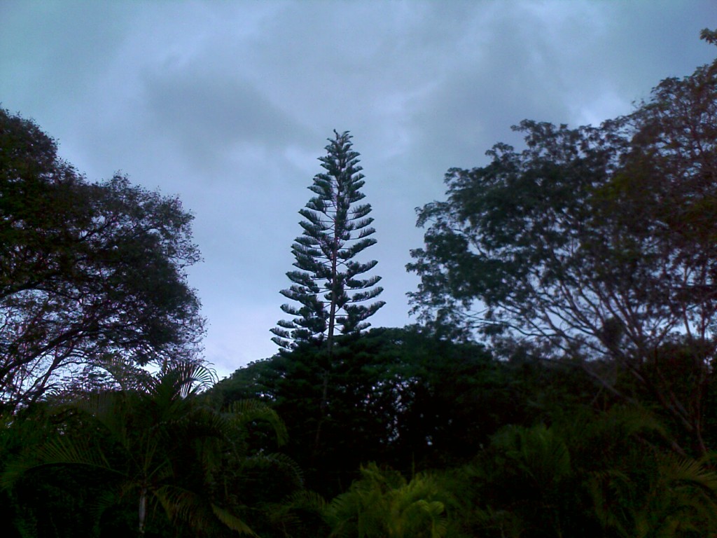 IMAGE_833 fern tree in tnau botanic garden coimbatore