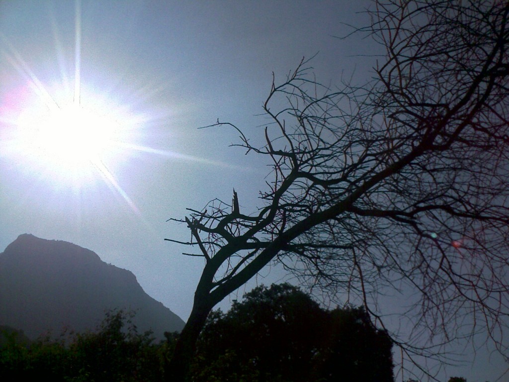 Tree without leaves near Palamalai, Coimbatore a small hill