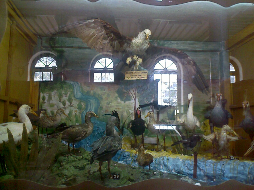 IMAGE_150 birds at forest college museum coimbatore