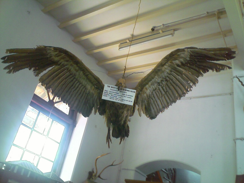 stuffed bengal vulture kept at the h a gass forest college museum coimbatore