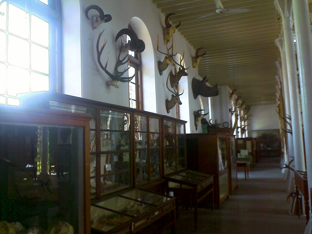 exhibits at the forest college museum coimbatore