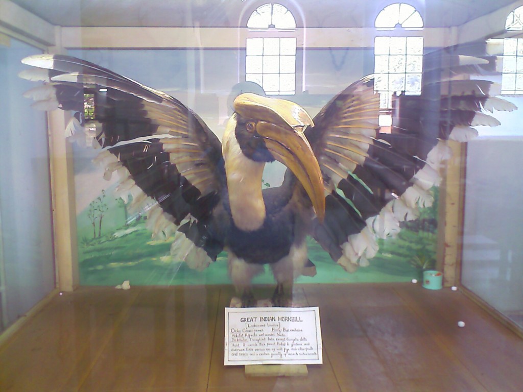 The Great Indian Hornbill - Stuffed photo in forest college coimbatore