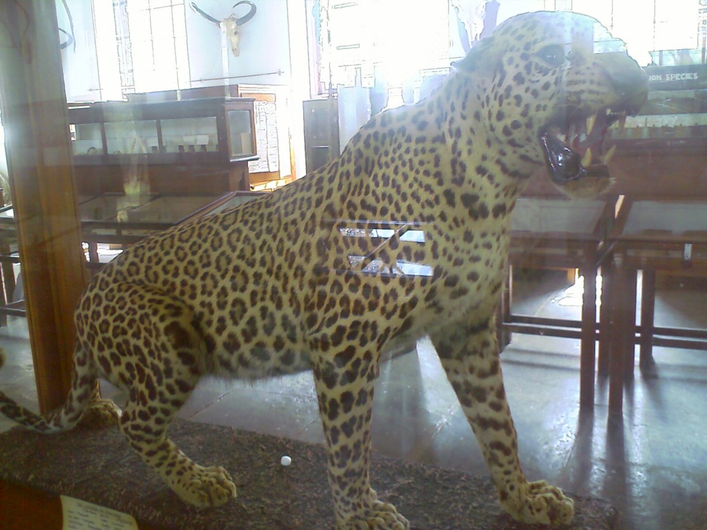 A stuffed leopard at H A Gass Forest Museum Coimbatore 
