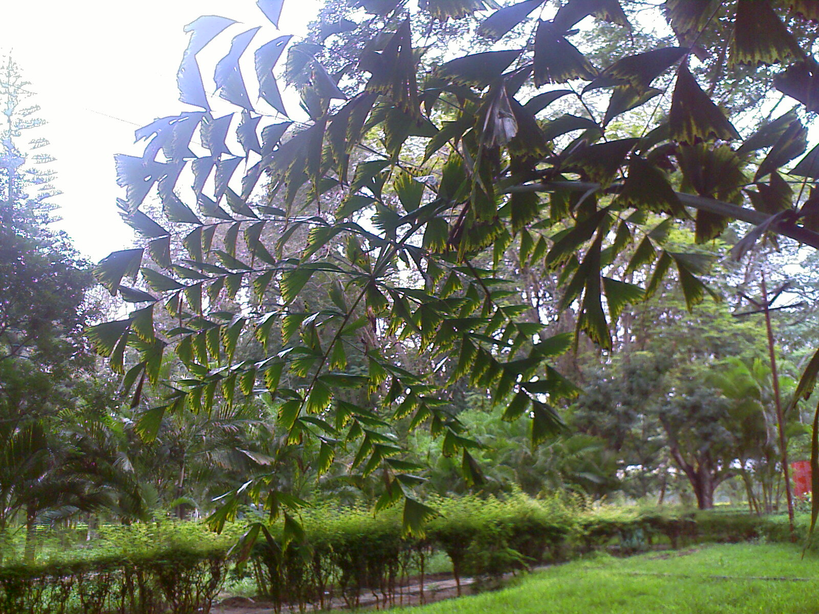 TNAU Botanical Garden Coimbatore Destination Infinity