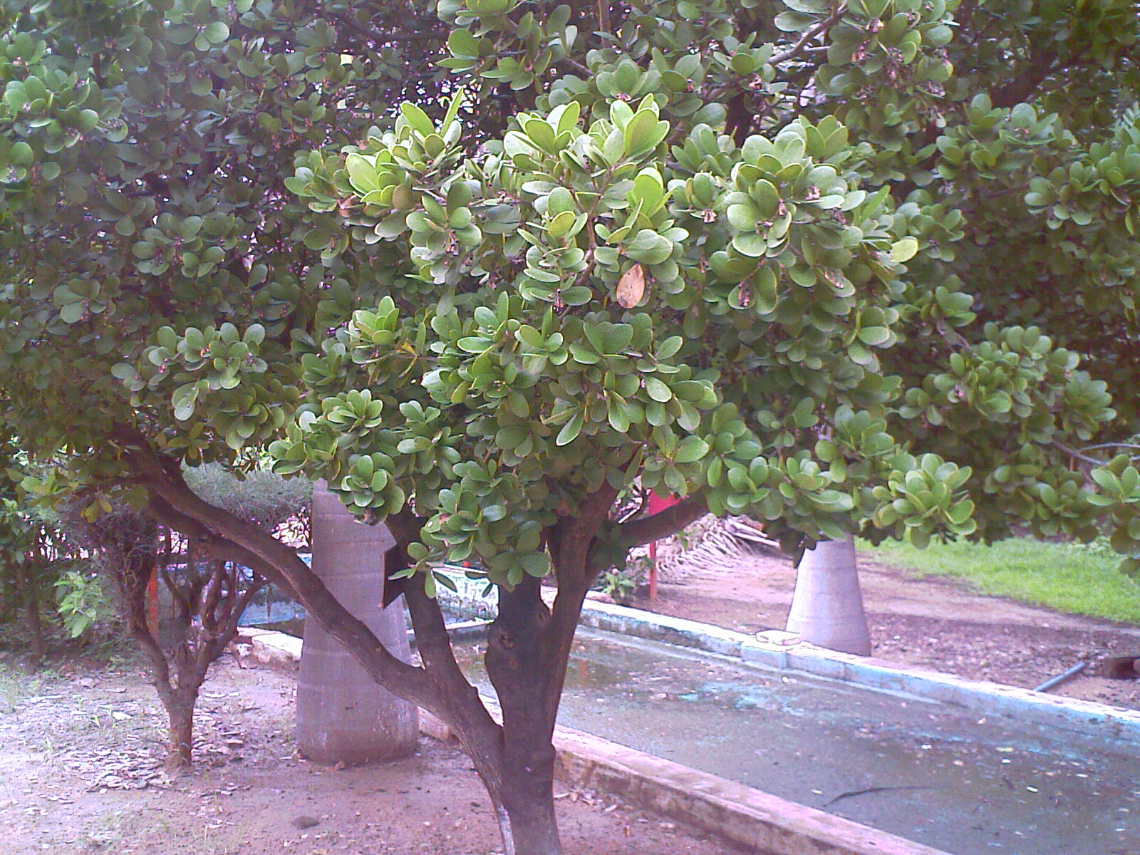 TNAU Botanical Garden Coimbatore Destination Infinity